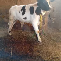 گوساله نر ۳ ماه