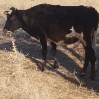 گاو محلی|حیوانات مزرعه|خاو و میرآباد, |دیوار