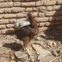 جوجه مرغ لاری