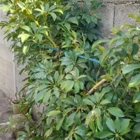 گل شفلرابزرگ