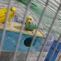 مرغ عشق اهلی و فنج اهلی|پرنده|ارومیه, |دیوار