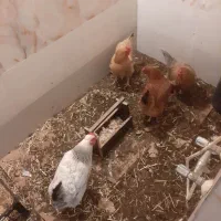 مرغ تخم گذار