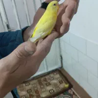 مرغ عشق هلندی کاملاً دستی|پرنده|شیراز, ده پیاله|دیوار