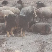 ۱عدد بزغاله نر خلج مناسب داشت کشتار|حیوانات مزرعه|جوادآباد, |دیوار