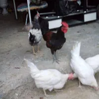 مرغ و خروس، اوردک