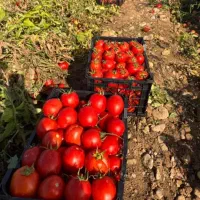 گوجه تمیز وخوشمزه