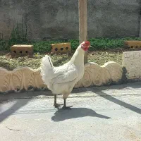 مرغ سفید محلی