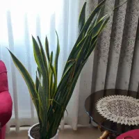 دوعدد گلدان سانسوریا