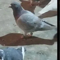 پرنده|پرنده|نیشابور, ابراهیمی|دیوار