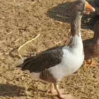 غاز فروشی|حیوانات مزرعه|سیرجان, |دیوار