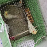 عروس هلندی لوتینو