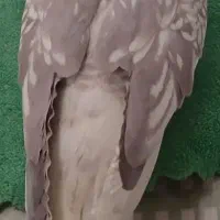 عروس هلندی گم شده درجاده پازنان