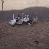 تعداد ۵ جوجه قوغاز و غاز
