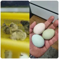 تخم و جوجه مرغ اراکانا امریکانا تخم آبی