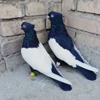 سینه سیاه طوقی هفرنگ