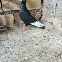 باسلام خدمت دوستان عشق باز نرحبشی سیاه