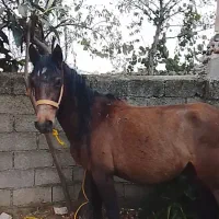 اسب مایدان آبستن یاحامله ۱ماه مونده به زایمان