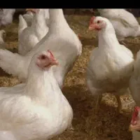 مرغ‌ و‌ خروس