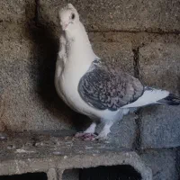 کبوتر طاووسی