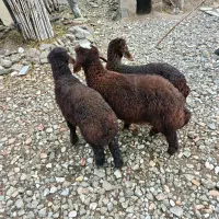 بره افشاری شیرمست نر ۲تا ماده یکی(گوسفند)