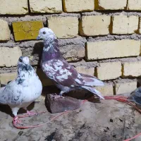 (کبوتر پرشی ساعتی) .دمگیر.|پرنده|اصفهان, ارزنان|دیوار