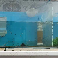 ماهی گوپی نروماده به فروش می رسد