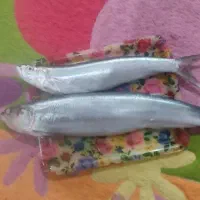 ماهی خارو درشت تازه تازه