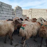 گوسفند وتوغلی نر وماده|حیوانات مزرعه|اردبیل, |دیوار
