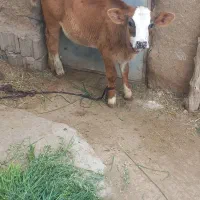 گوساله