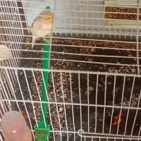 قناری نر آوازخوان|پرنده|گرگان, |دیوار