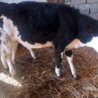 گوساله ماده ونر