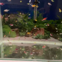 ماهی کالررنگی|ماهی|قزوین, |دیوار