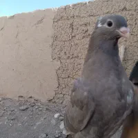 کبوتر پرشی