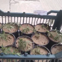 فروش تعداد محدودی ریشه ترخون