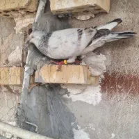 دورگ|پرنده|اهواز, کوی باهنر|دیوار