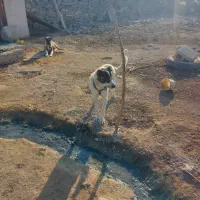 تاتوله های ۷ماهه نگهبان دهن پاک