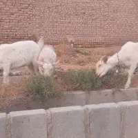 چهار راس بزغاله سانن اصیل ازمادران پرشیر|حیوانات مزرعه|تایباد, |دیوار