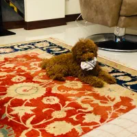 تینی پودل رد