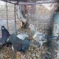 چهارعددگوک نر