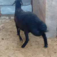 بره نر افشار|حیوانات مزرعه|بوئین زهرا, |دیوار