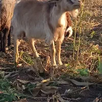 ۳تا بز حامله ۱ماه مانده به زایمان