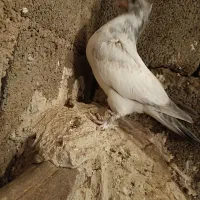 کبوتر|پرنده|رودشت (چهارمحال و بختیاری), |دیوار