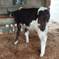 گوساله سیمینتال نر جنس کور مادرزاد از گاو تلیسه
