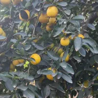 پرتقال تامسون شیرین آب دار