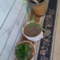 ۱۰ عددگل وگلدان به اضافه استند چوبی|گل و گیاه طبیعی|جیرفت, |دیوار