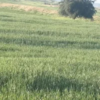 اجاره یکساله زمین کشاورزی