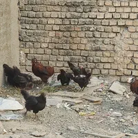 مرغ سیاه تخمگذار|حیوانات مزرعه|اصفهان, شهرک ولیعصر|دیوار
