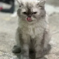 / هیمالین / اسکاتیش ماده|گربه|مشهد, مشکینی (شهرک غرب)|دیوار