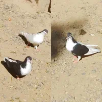 چند جفت کبوتر|پرنده|گنبد کاووس, |دیوار