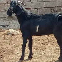 بز ۸ عدد|حیوانات مزرعه|حمیدیه, |دیوار